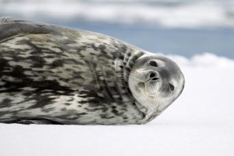 Weddell Seal, Antarctica