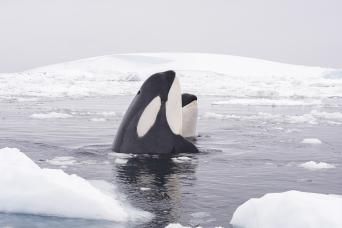 Map Antarctic Peninsula expedition