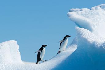 Penguins, the icon of Antarctica