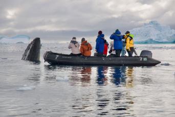 Experience incredible encounters with whales