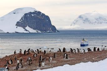Visiting a penguin colony, Antarctic Peninsula