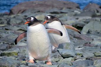 Penguins are endlessly fascinating!