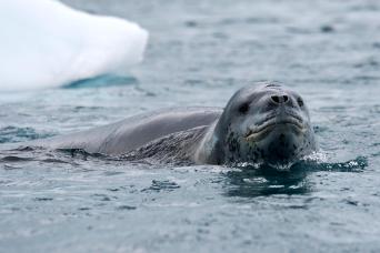 Leopard seal seen from our Zodiacs