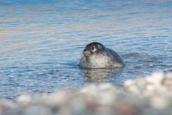 Northern Lights Aurora borealis, Greenland