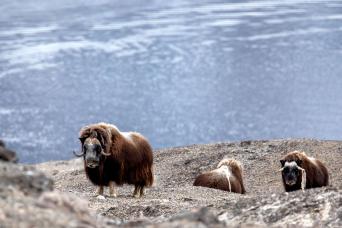 Exporing icebergs using our Zodiacs