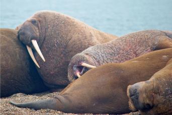 Walrus haulout, Spitsbergen
