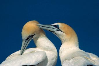 European gannets, Fair Isle