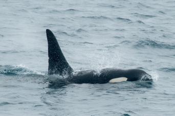 Orcas are frequently seen in Scottish waters