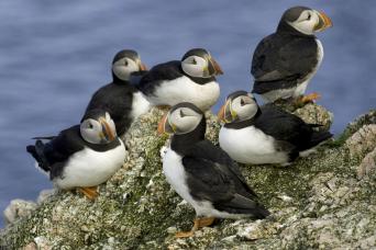 Colony of puffins, Fair Isle