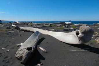 Whale bone remains, Jan Mayen