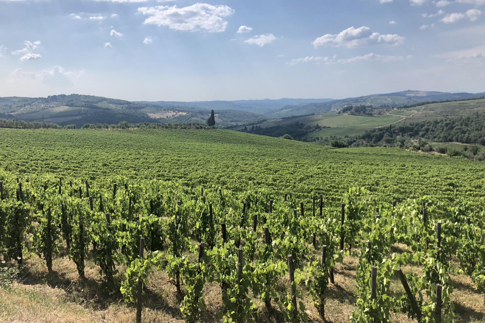 Delectable Chianti Wine Tour from Florence**2 Wine Tastings | Chianti Classico | Via Chiantigiana | Castellina**
