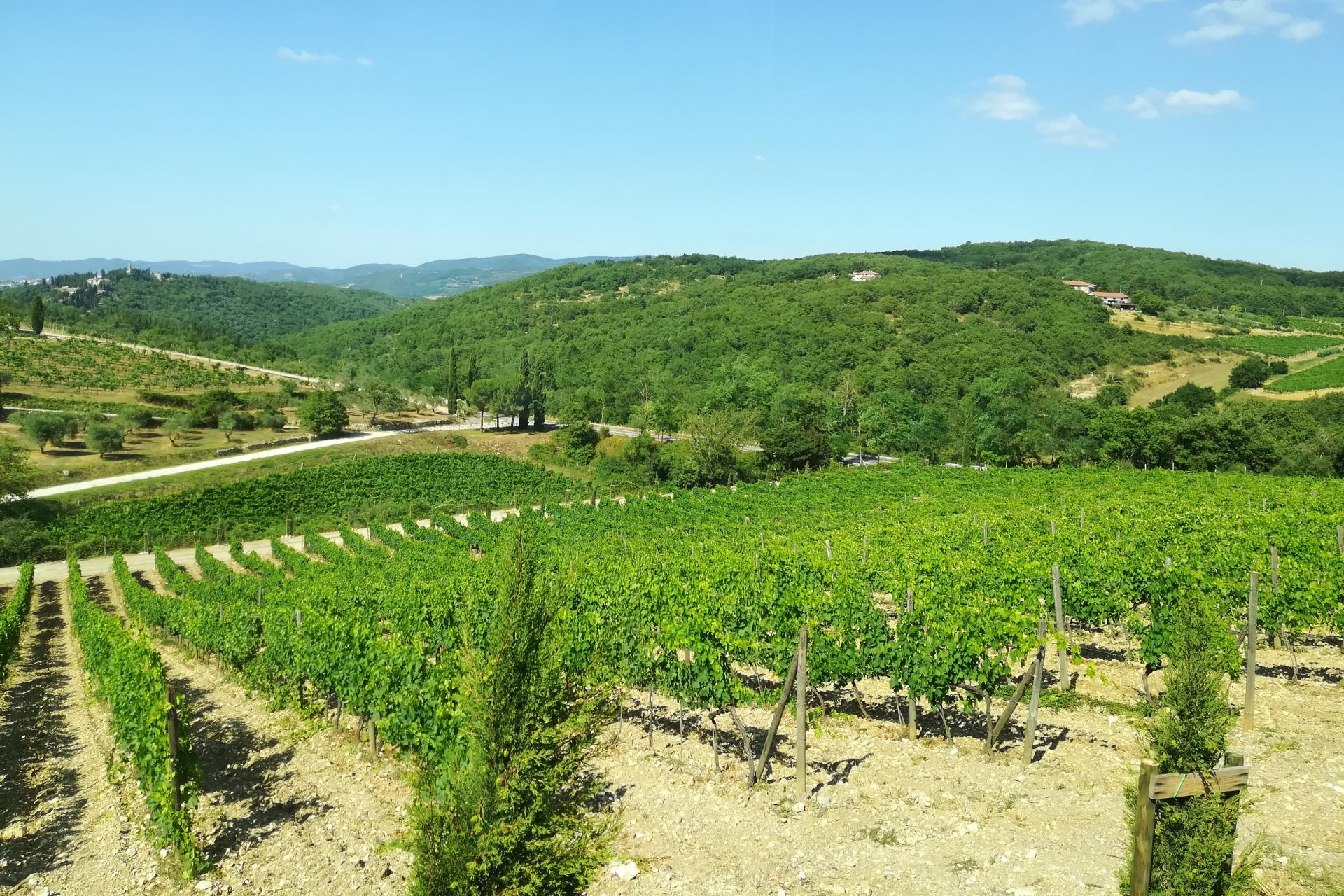 Delectable Chianti Wine Tour from Florence**2 Wine Tastings | Chianti Classico | Via Chiantigiana | Castellina**