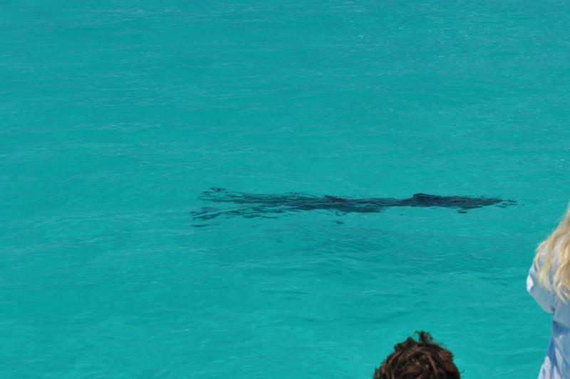 Dolphin Watch & Snorkeling in Key West