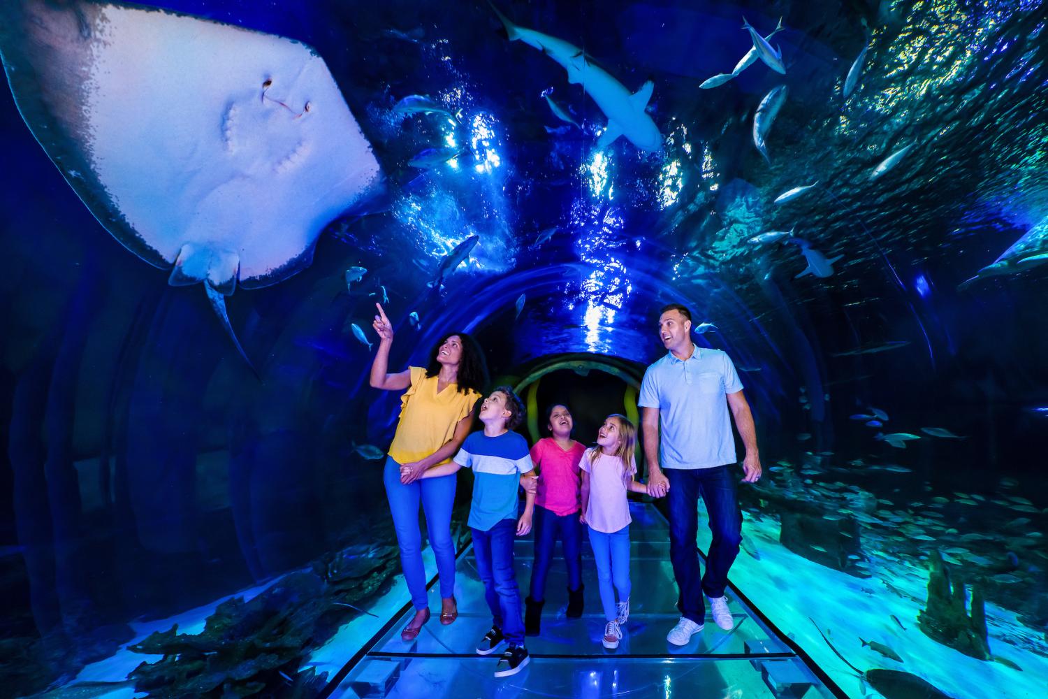 sea life orlando combo sea life orlando aquarium at icon park