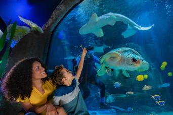 La roue et l'aquarium SEA LIFE d'Orlando
