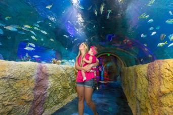 Combo Madame Tussauds et SEALIFE Orlando