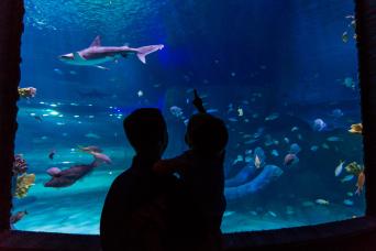 Combo Madame Tussauds et SEALIFE Orlando