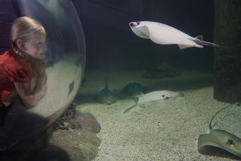 Combo Madame Tussauds et SEALIFE Orlando