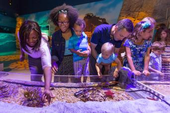 Combo Madame Tussauds et SEALIFE Orlando