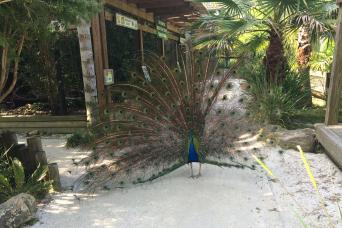 Airboat de 30 minutes en Floride sauvage sans transport