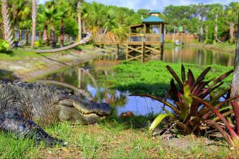 Floride : forfait aventure en Floride sauvage