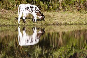 Everglades Floride centrale et parc Safari  : visite ultime