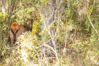 Everglades Floride centrale et parc Safari  : visite ultime