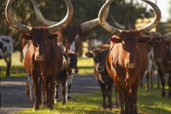 Everglades Floride centrale et parc Safari  : visite ultime