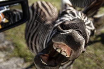 Everglades Floride centrale et parc Safari  : visite ultime