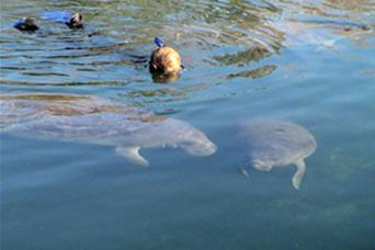 Nage des lamantins, plongée avec tuba et excursion en bateau au départ d'Orlando