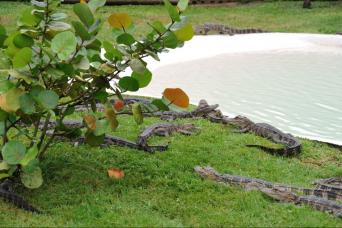 Boggy Creek 1 heure de trajet en hydroglisseur et transport