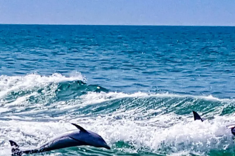 Clearwater Beach: Tropics Dolphin Encounter Boat Ride (Ticket Only)