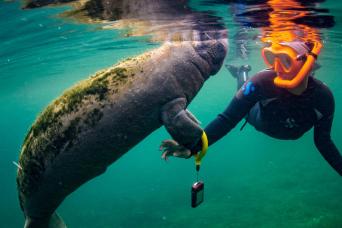 Nagez avec les lamantins, le parc animalier et le hydroglisseur