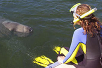 Nagez avec les lamantins, le parc animalier et le hydroglisseur