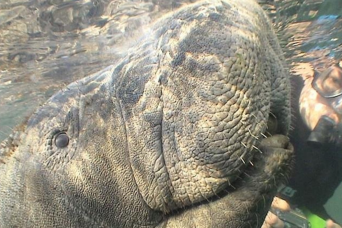 Nagez avec les lamantins, le parc animalier et le hydroglisseur