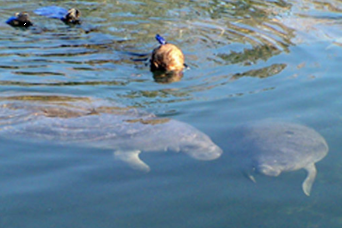Nagez avec les lamantins, le parc animalier et le hydroglisseur