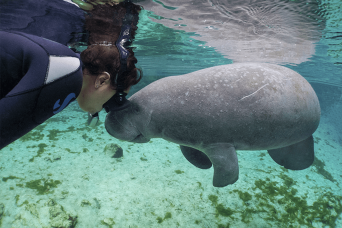 Nagez avec les lamantins, le parc animalier et le hydroglisseur