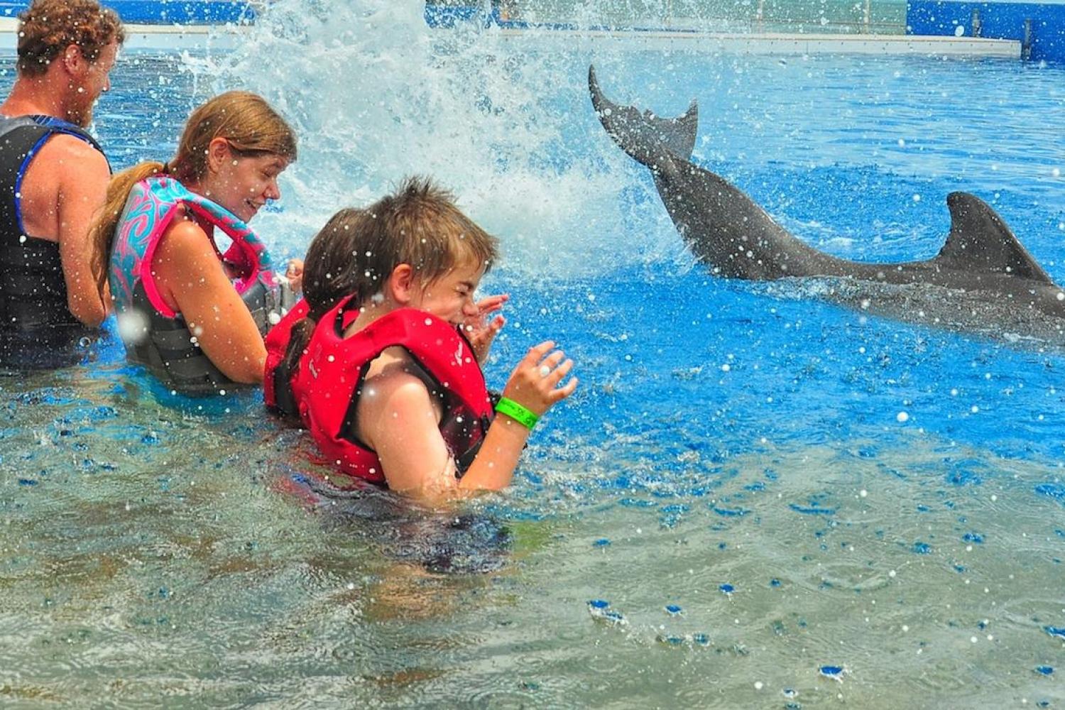 Swim with Dolphins in St. Augustine - Orlando