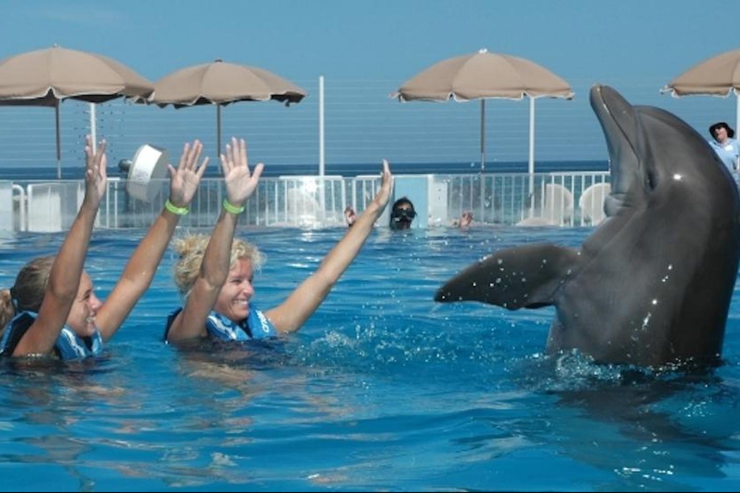 Swim with Dolphins in St. Augustine - Orlando