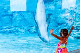 Excursion journée à Clearwater Beach avec aquarium marin