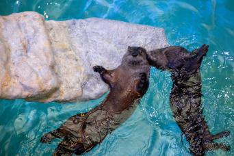 Excursion journée à Clearwater Beach avec aquarium marin