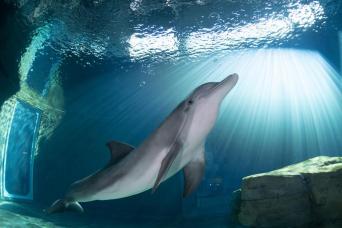 Excursion journée à Clearwater Beach avec aquarium marin