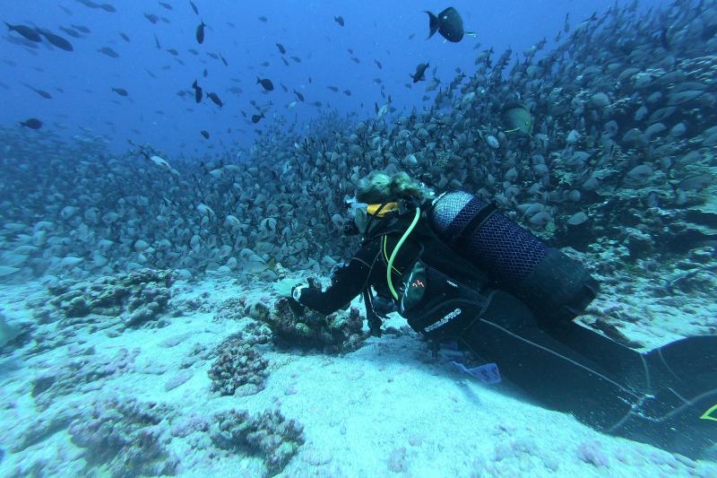 30 mins diving with a veteran diver, instructions by professionals