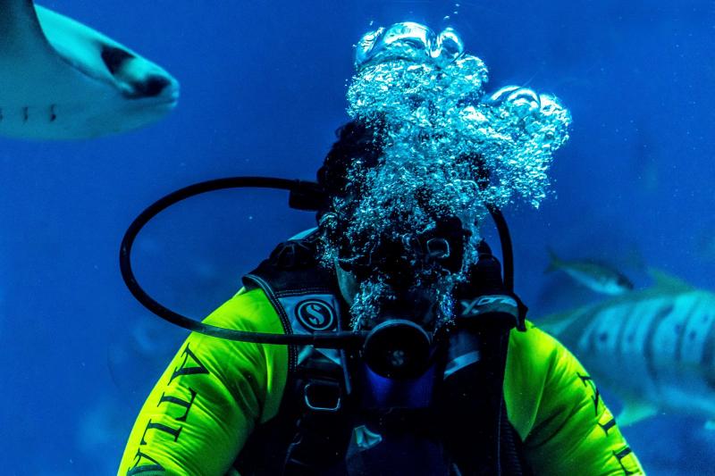 Try a great scuba diving experience in Dubai