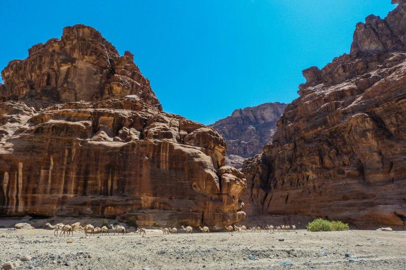 Experience an 8 hour tour of Dissah from Al Ula