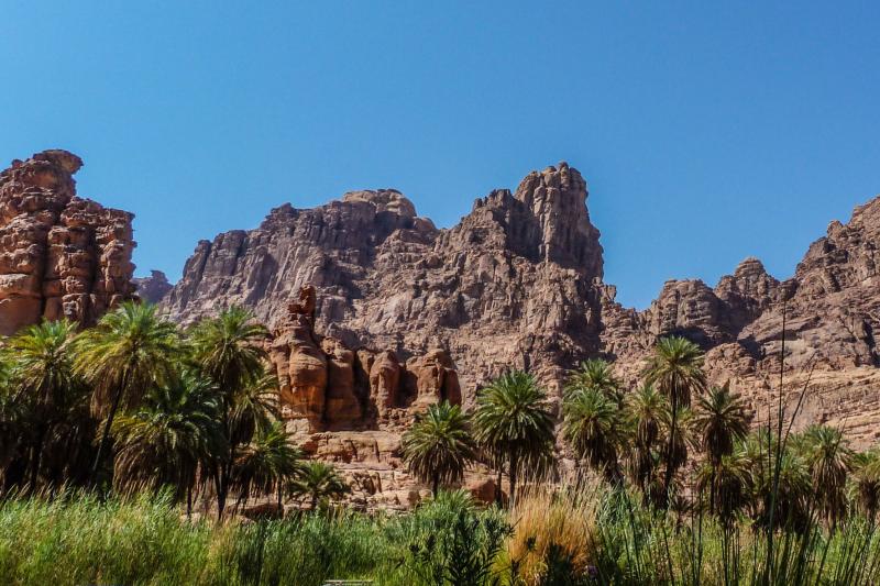Lush vegetation made of 3-meter high grass,