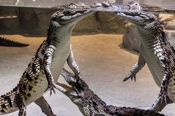 Billet d'entrée au parc aux crocodiles de Dubaï