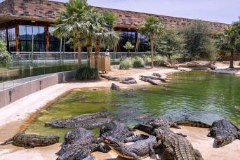 Billet d'entrée au parc aux crocodiles de Dubaï