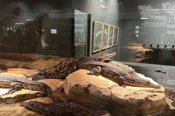 Billet d'entrée au parc aux crocodiles de Dubaï