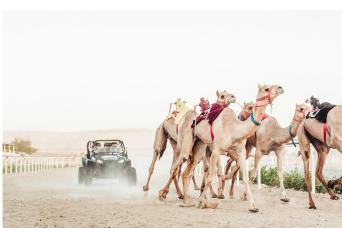 Visite du village chameau de Dubaï